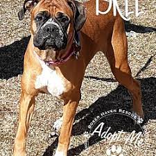 Check spelling or type a new query. Adopted Pets At Boxer Haven Rescue In Waterford Michigan