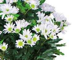 Globalrose.com has been visited by 10k+ users in the past month Daisy Mum Plant Artificial Indoor Flower Plants Commercial Silk
