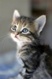 Our adoptions from the shelter are now running by appointment only. Devon Rex Cats Kitty Box Hello Kitty Cat Food Cakes Kitten Adoption Cute Cats And Kittens Cats