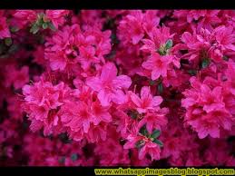 Check spelling or type a new query. Whatsapp Images Blog Beautiful Whatsapp Dp Images Hd Flowers Download