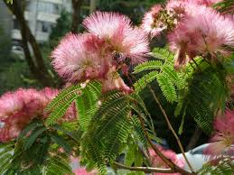 Mimosa is planted preferably in spring or in fall in a sunny spot and if you choose to grow your mimosa tree in a pot for a deck, balcony or terrace, its fragrance will spread. How To Grow Mimosa Trees From Seeds Dengarden