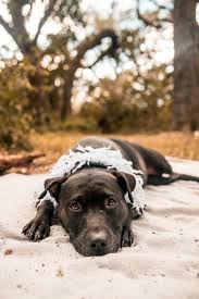 Black And Brown Dog Names Black Dog Black Dog Names Black Dog Names Girl Black Dog Names Boy Black Dog Tattoo Black Dog Whiskey In 2020 Bull Terrier Puppy Beautiful Dog Pictures Dogs