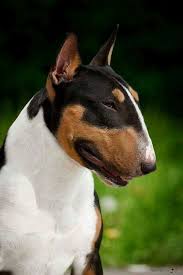 Simply A Magnificent Dog Mini Bull Terriers British Bull Terrier Bull Terrier Art