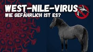 Nun wurde erstmals ein fall in niedersachsen nachgewiesen. West Nil Virus Durch Muckenstich Experten Raten Zur Pferde Impfung