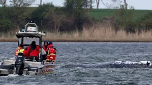 „Wal hat sich in die richtige Richtung gedreht“ – Jetzt wollen Retter dem Tier Vitamine verabreichen