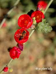 Like many native desert perennials, it has a delicate. Drought Tolerant And Beautiful Globe Mallow Azplantlady Com