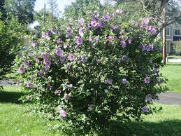 Diseases affecting rose of sharon bushes: Hibiscus Syriacus Minerva Rose Of Sharon Shrub Althea A Fascinating Green World