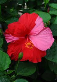 Pink Red Hibiscus My Favorite Flower Hibisco Planta Vasos De Flores Hibiscus Rosa Sinensis