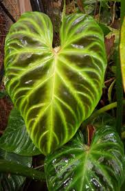 Philodendron Verrucosum Elephant Ear Aroid Alocasia Plants Philodendron Plant Plant Seedlings