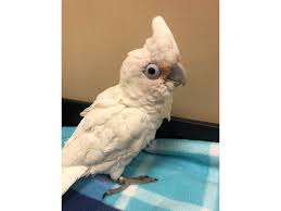 These fairly white colored birds stuff the greatest aspects of cockatoos into a smaller sized. Goffin Cockatoo Bird Male 2732508 Petland Norwin Pa