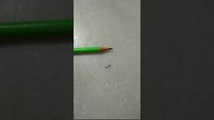 Concentrate on areas adjacent to the stucco, on baseboards, moldings, under furniture and in any other cracks or crevices where debris likes to hide. Plaster Bag Worms How To Get Rid Of Worms In House Youtube