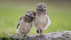 Weten mensen het altijd beter dan dieren? Achtergronden Bureaublad Uil Vogel Burrowing Owl Leuke 1920x1080