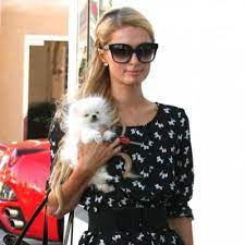 La animal services showed up at her place to investigate the situation. Paris Hilton Introduces New Puppy Prince To Chihuahua Tinkerbell