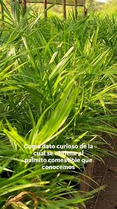 Image result for Setaria poiretiana