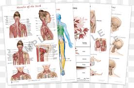 Neck and shoulder anatomy diagram : Muscles Of The Neck The Endless Web Fascial Anatomy And Physical Reality Muscles Of The Neck Poster Child Text Poster Human Png Pngwing