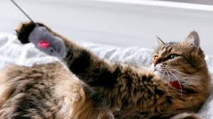 Check spelling or type a new query. What Is Catnip What Does It Do To My Cat Information For Cat Owners
