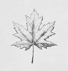 Paesaggi Autunnali Immagini E Il Disegno Di Una Foglia Secca Con Sfumature Nere Disegno Con Le Foglie Tatuaggi Per Le Donne Idee Per Disegnare