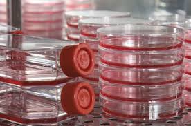 Image result for plastic dish cell culture