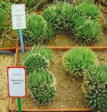 Image result for Tricliceras mossambicense