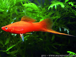 Xiphophorus Hellerii Xipho Porte Epee Poisson Eau Douce Aquarium Poisson Epee
