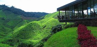 Bagi mereka yang ingin berkunjung ke cameron highlands pada cuti sekolah dan cuti umum, anda perlu bersedia berdepan dengan. Tempat Menarik Dilawati Di Cameron Highlands Semasa Bercuti Bersama Keluarga