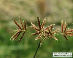 Image result for Cyperus longus