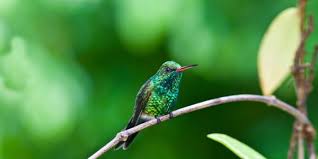 Bird From Finding Dory Petition Disney Tell Fans To Find Dory Not Buy Her Deforestation Hummingbird Habitat Petition