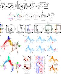 A Comprehensive Single Cell Transcriptional Landscape Of