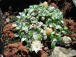 Image result for Helichrysum sulfureofuscum