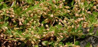 Image result for Glinus