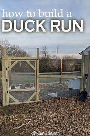 Use these free duck coop plans to transform bits and pieces of leftover building materials into a safe and simple duck house for your flock of fowls. Diy Duck Run How To Build A Predator Proof Space For Your Ducks Or Chickens Diy Danielle