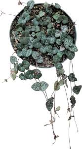 Image result for Ceropegia mirabilis