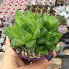 Haworthia Cymbiformis X Obtusa Giromagi Sales Cactus And Succulents Online Succulents Indoor Shade Plants Cacti And Succulents