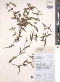 Image result for Enydra fluctuans