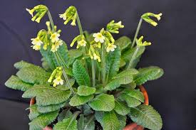 Learn all about growing primroses and their care. How To Grow Primroses That Return Year To Year Growing With Plants