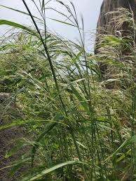 Image result for Cenchrus unisetus