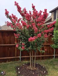 We did not find results for: Tuscarora Crape Myrtle Dallas Texas Treeland Nursery Trees For Front Yard Plants Pink Flowering Trees