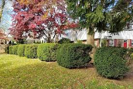 Choosing a shrub for your yard. The Best Evergreen Shrubs For Your Garden Gardener S Path