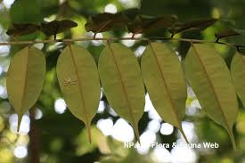 Image result for Dialium