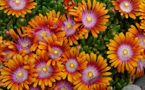 Why are these plants so. Delosperma Hybrid Fire Spinner Ice Plant 10 Count Flat 4 5 Pots Groundcover Perennial Cactus Succulent Delosperma Ice Plant Togogarden