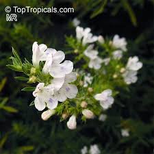 Image result for Satureja