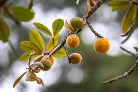 Image result for Pouteria