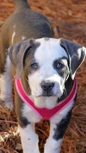 A blue nose pitbull puppy can cost around $1,000 to $3,000. Old English Bulldog Pitbull Mix Welpen Novocom Top