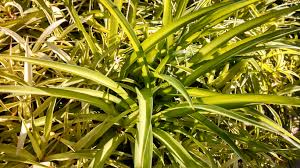 Image result for Chlorophytum pubiflorum