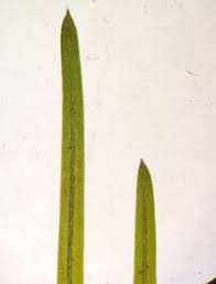 Image result for Potamogeton pusillus