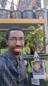 Kadota olive tree pruning for new growth