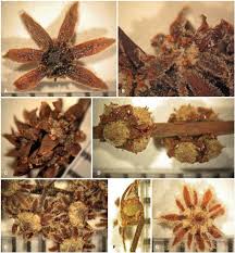 Image result for Homalium abdessammadii