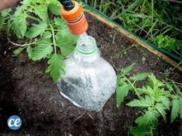 10 Secrets De Jardinier Pour Faire Pousser De Belles Et Grosses Tomates Facilement Micro Irrigation Jardinage Et Tout Pour Le Jardin