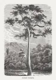 Image result for Antiaris toxicaria