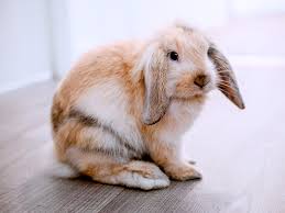 Use albums instead of making multiple similar posts. Which Pets Live Well With Cats And Which Do Not